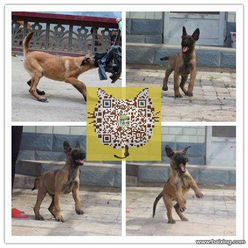 高品质的马犬幼犬出售了 高兴奋度 易训练