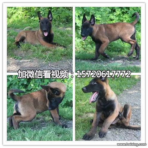 高品质的马犬幼犬出售了 高兴奋度 易训练
