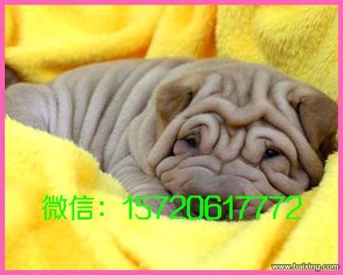 稀有品种.带有王者之气沙皮犬皮肤最皱.让您开心