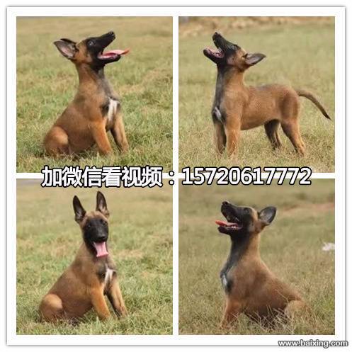 高品质的马犬幼犬出售了 高兴奋度 易训练