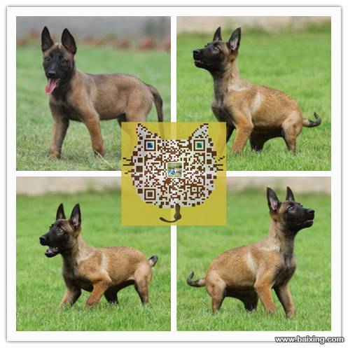 高品质的马犬幼犬出售了 高兴奋度 易训练